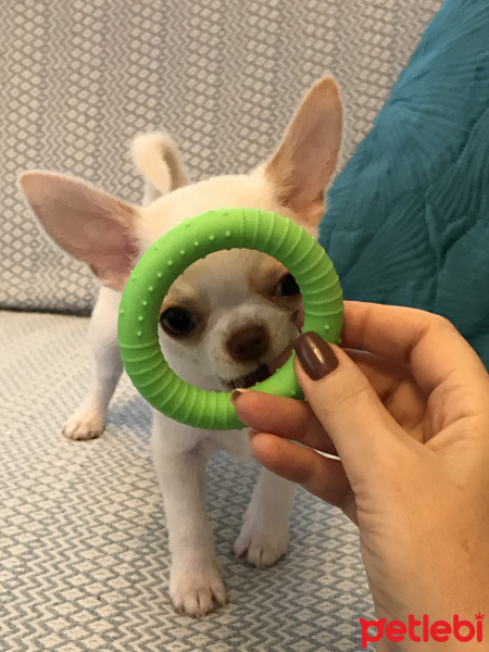 Chihuahua, Köpek  Latte fotoğrafı