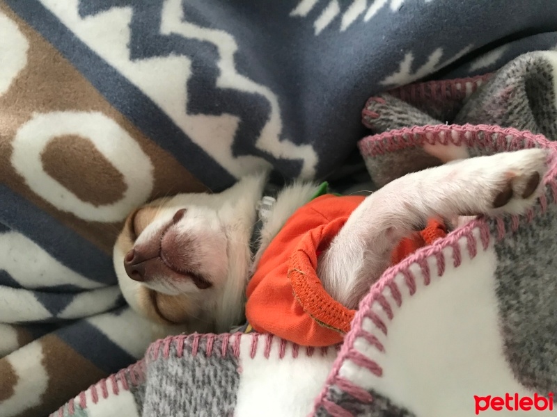 Chihuahua, Köpek  Latte fotoğrafı