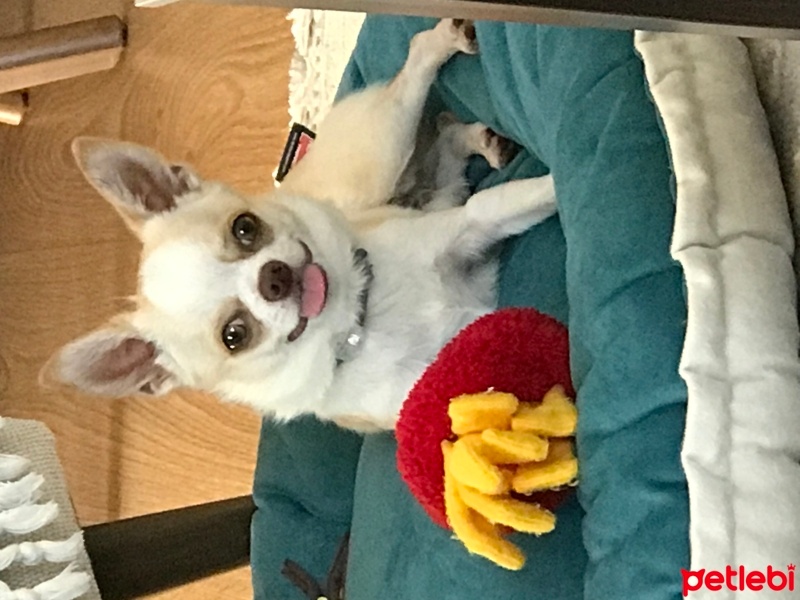 Chihuahua, Köpek  Latte fotoğrafı