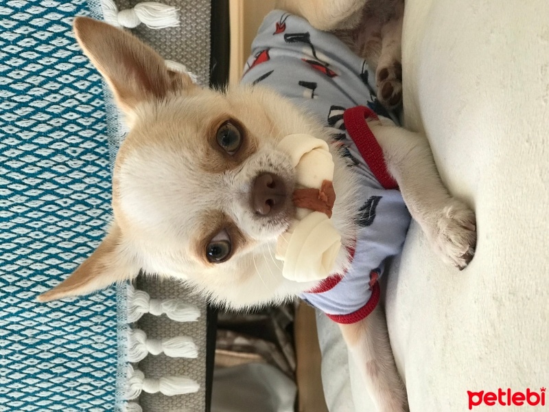 Chihuahua, Köpek  Latte fotoğrafı