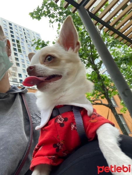 Chihuahua, Köpek  Latte fotoğrafı
