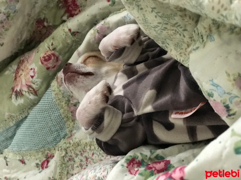 Chihuahua, Köpek  Latte fotoğrafı