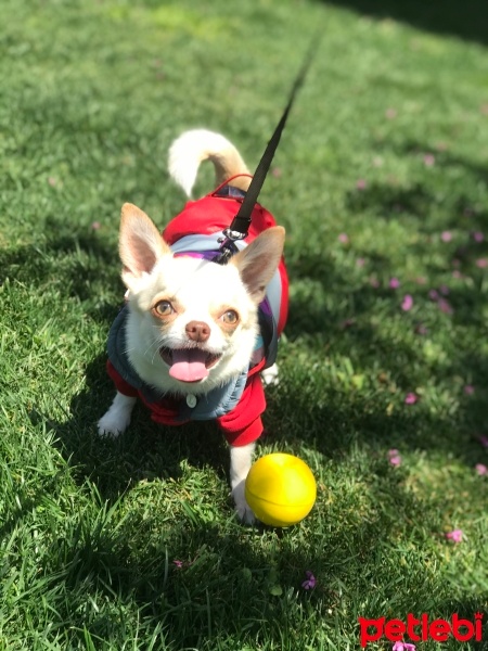 Chihuahua, Köpek  Latte fotoğrafı