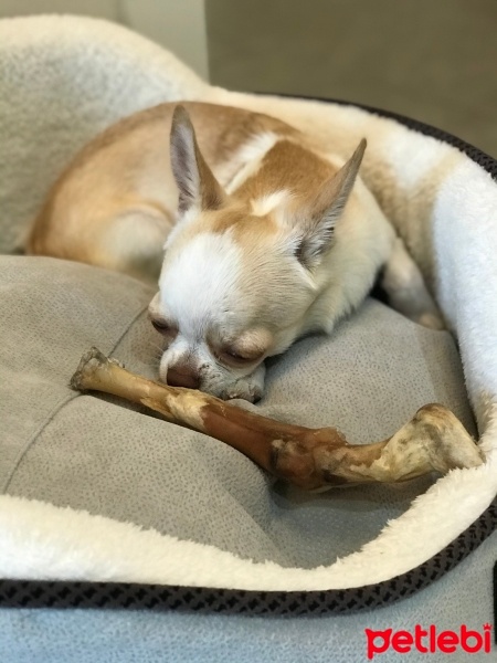 Chihuahua, Köpek  Latte fotoğrafı