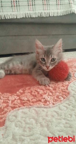 Tekir Kedi, Kedi  Duman fotoğrafı