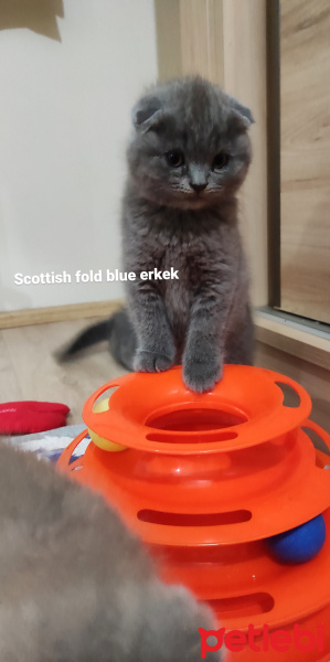 Scottish Fold, Kedi  Scottish fold kendi kendimin yavruları fotoğrafı