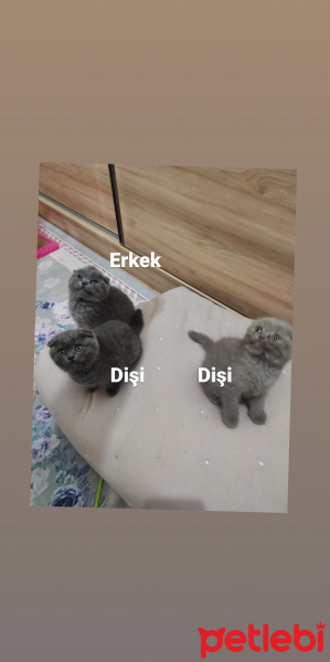 Scottish Fold, Kedi  Scottish fold kendi kendimin yavruları fotoğrafı