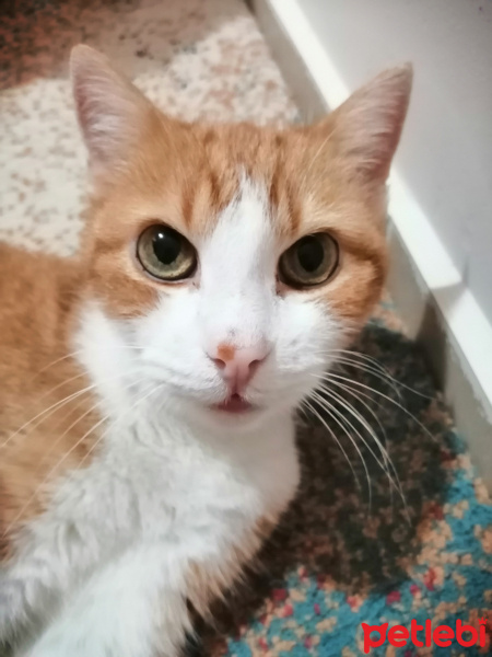 Sarman, Kedi  KUZUM fotoğrafı