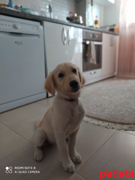 Golden Retriever, Köpek  HERAYA YUVA ARIYORUZ fotoğrafı