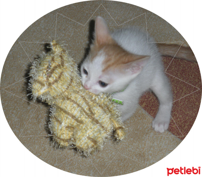 Tekir Kedi, Kedi  VELED fotoğrafı