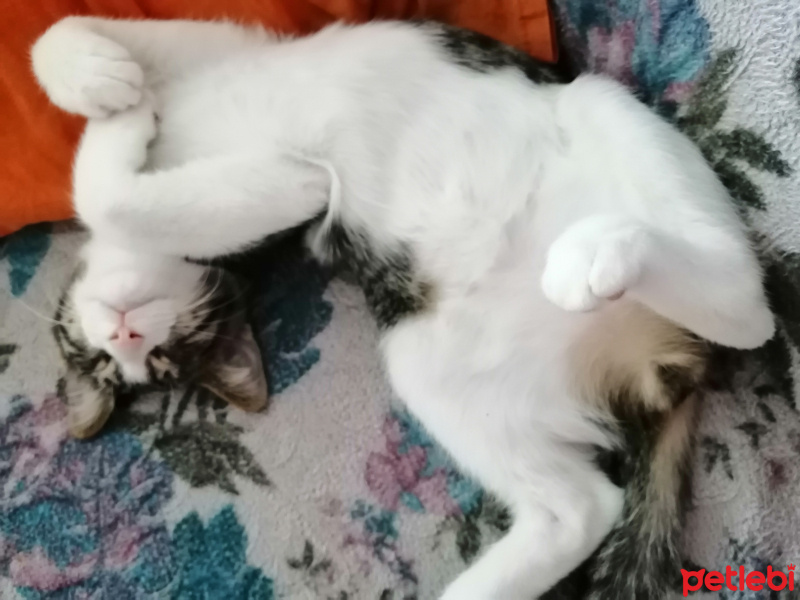 Tekir Kedi, Kedi  YABAN fotoğrafı