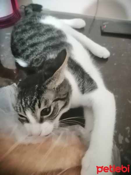 Tekir Kedi, Kedi  YABAN fotoğrafı
