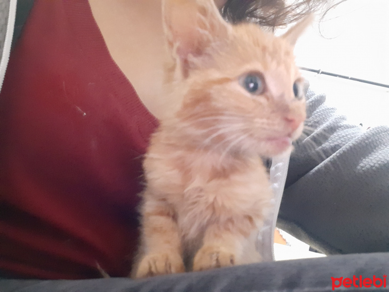 Sarman, Kedi  Sisi fotoğrafı