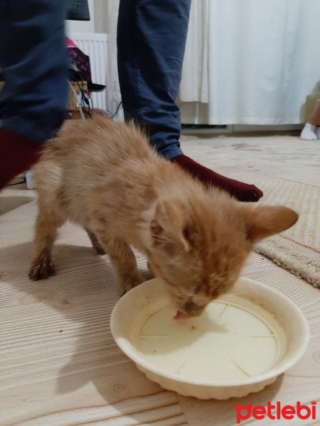 Sarman, Kedi  Sisi fotoğrafı