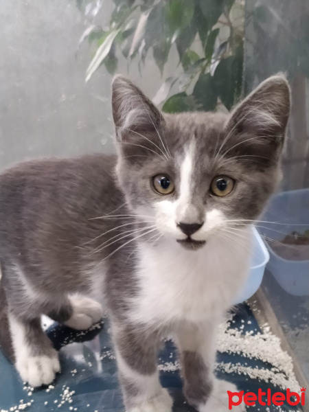 Tekir Kedi, Kedi  Zühtü fotoğrafı