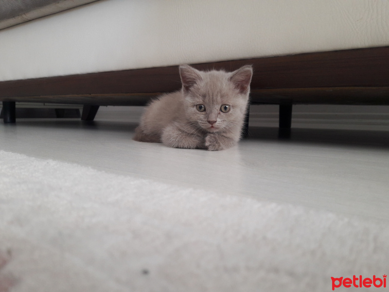 British Shorthair, Kedi  Lila fotoğrafı