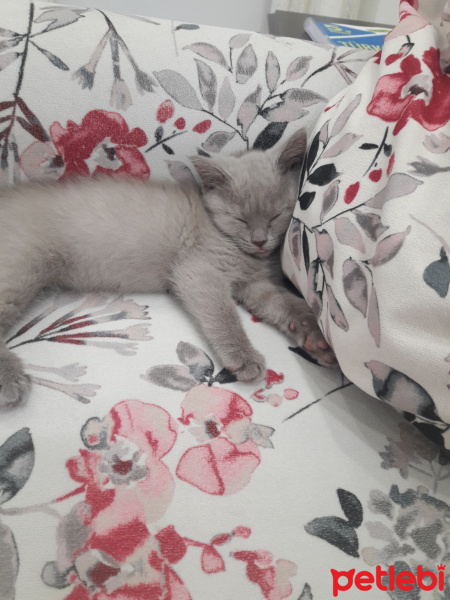 British Shorthair, Kedi  Lila fotoğrafı