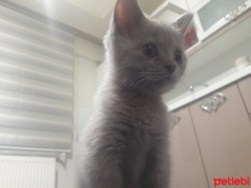 British Shorthair, Kedi  Lila fotoğrafı