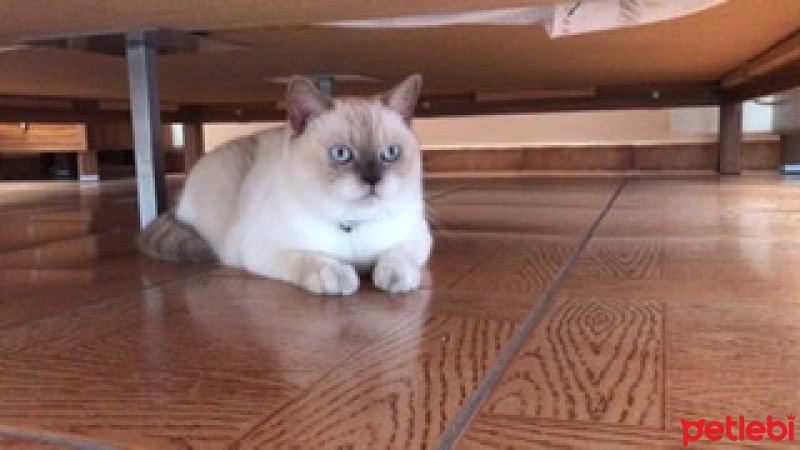 British Shorthair, Kedi  Milka fotoğrafı