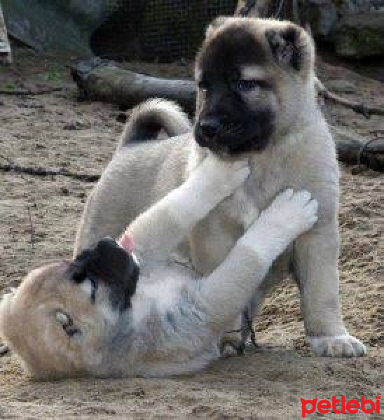 Kangal, Köpek  Daha koyulmadı fotoğrafı