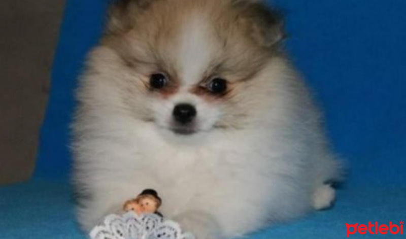 Pomeranyalı, Köpek  Boo fotoğrafı