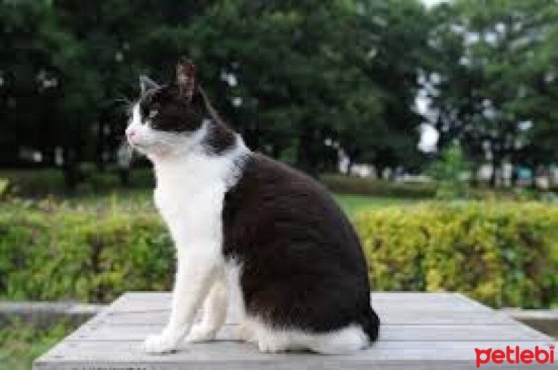 Tuxedo (Smokin) Kedi, Kedi  osman fotoğrafı