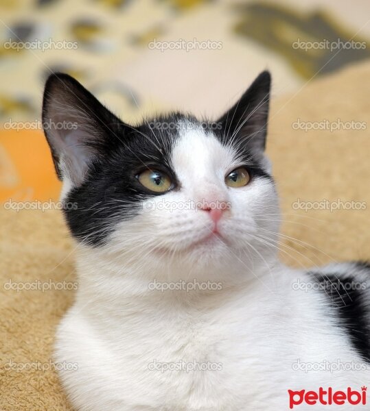 Tuxedo (Smokin) Kedi, Kedi  osman fotoğrafı