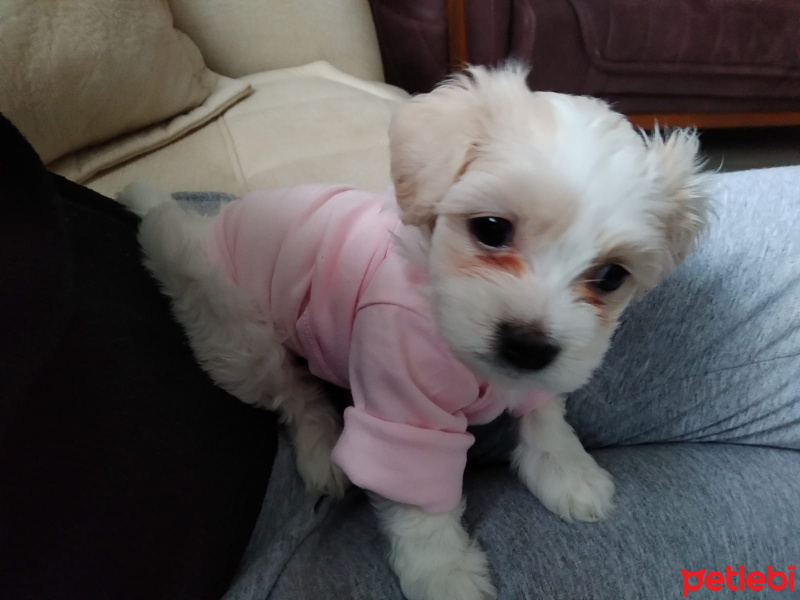 Maltese, Köpek  Yumak fotoğrafı