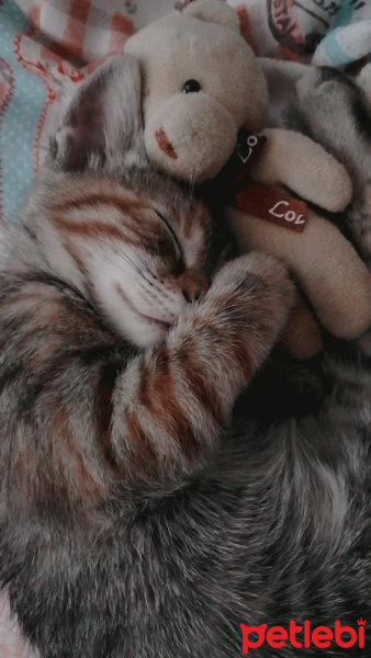 Tekir Kedi, Kedi  Sakız fotoğrafı