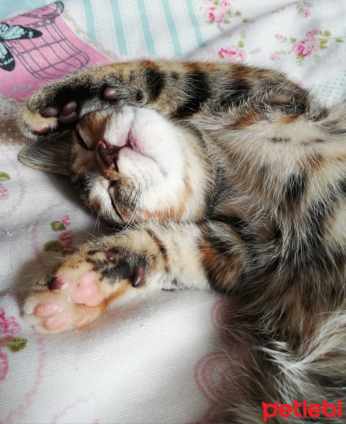 Tekir Kedi, Kedi  Sakız fotoğrafı