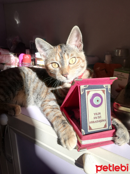 Tekir Kedi, Kedi  Sakız fotoğrafı