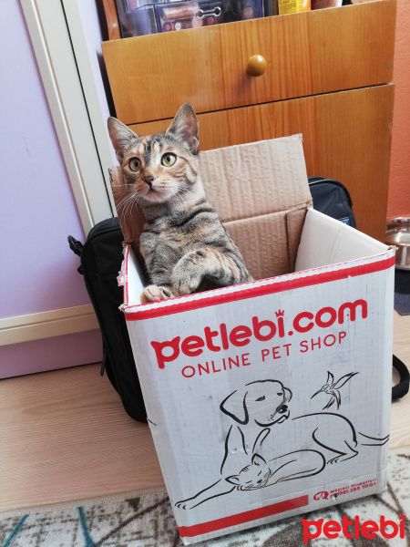 Tekir Kedi, Kedi  Sakız fotoğrafı