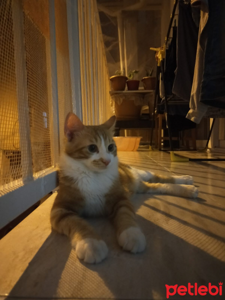 Sarman, Kedi  Behlül fotoğrafı