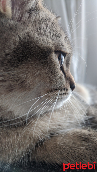 British Shorthair, Kedi  LATTE fotoğrafı