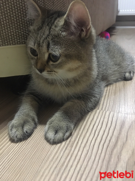 British Shorthair, Kedi  LATTE fotoğrafı