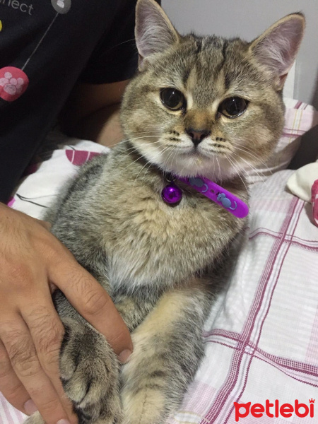 British Shorthair, Kedi  LATTE fotoğrafı