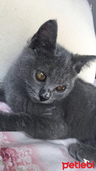 British Shorthair, Kedi  Dımbıl fotoğrafı