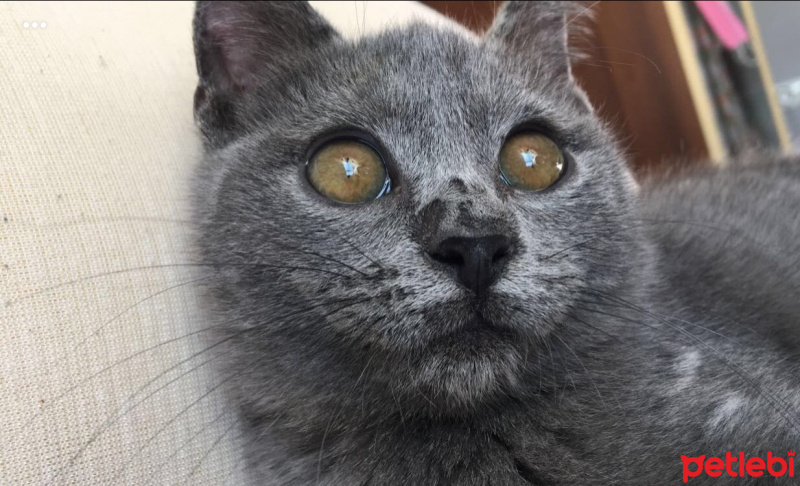 British Shorthair, Kedi  Dımbıl fotoğrafı