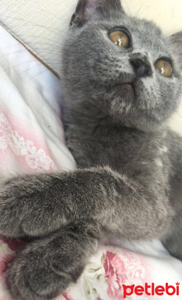 British Shorthair, Kedi  Dımbıl fotoğrafı