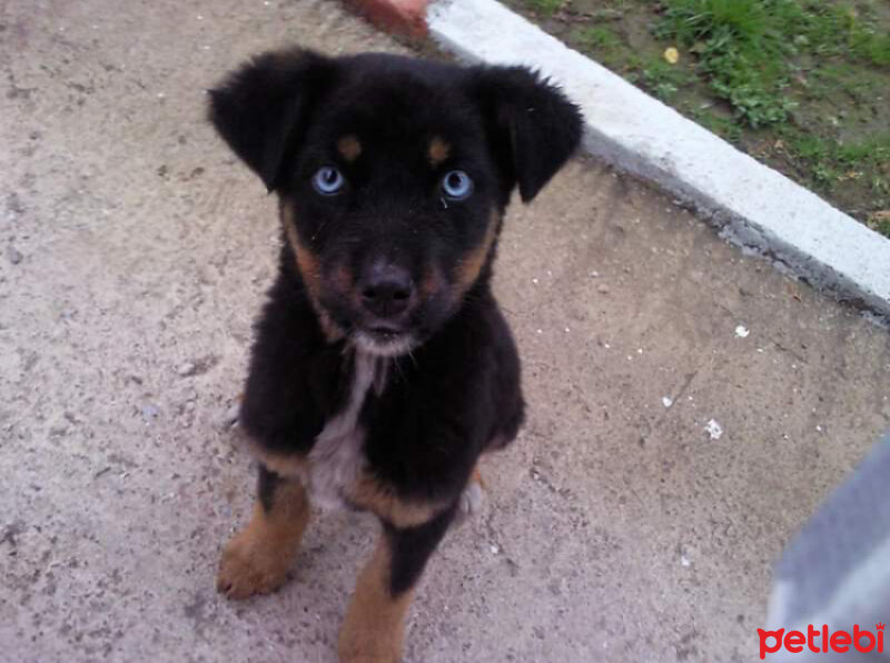 Rottweiler, Köpek  Venüs fotoğrafı