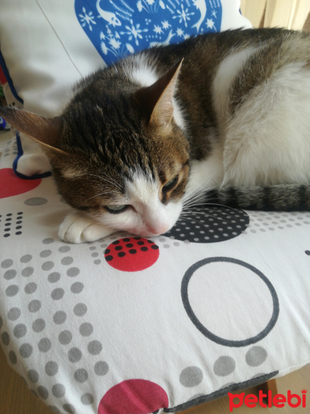 Tekir Kedi, Kedi  Bade fotoğrafı