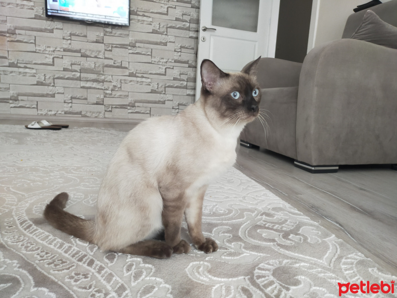 Siyam Kedisi, Kedi  Simba fotoğrafı