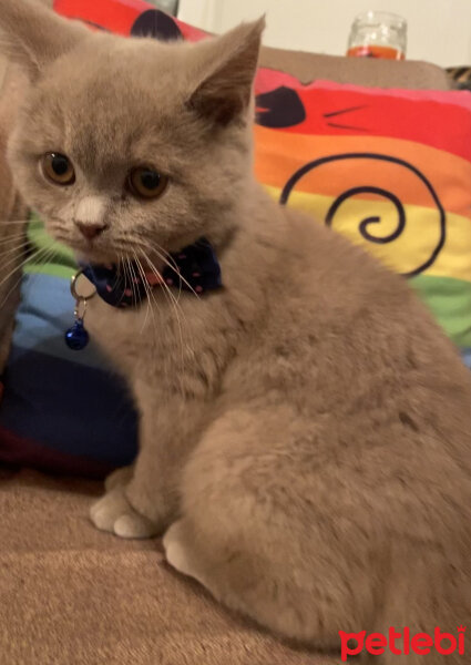 British Shorthair, Kedi  Victor fotoğrafı