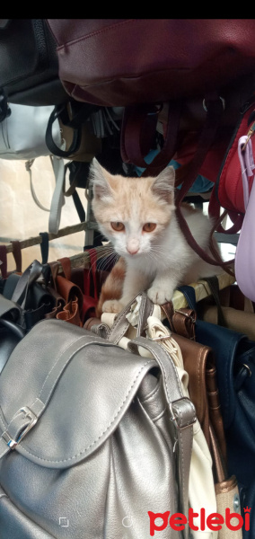 Sarman, Kedi  Tarçın fotoğrafı