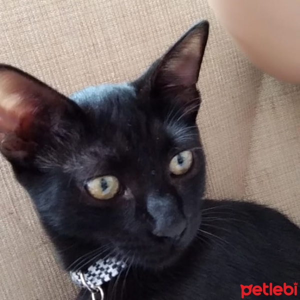 Bombay, Kedi  Gece fotoğrafı
