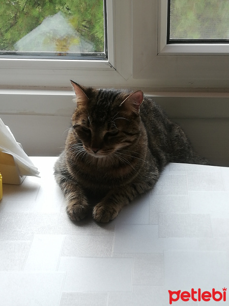 Tekir Kedi, Kedi  Şanslı fotoğrafı