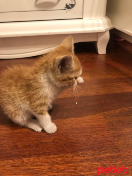Sarman, Kedi  Tarçın fotoğrafı
