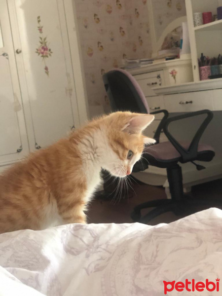 Sarman, Kedi  Tarçın fotoğrafı