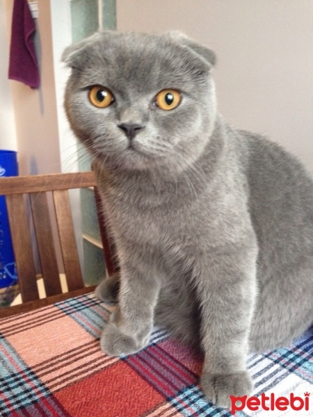 Scottish Fold, Kedi  Piston fotoğrafı