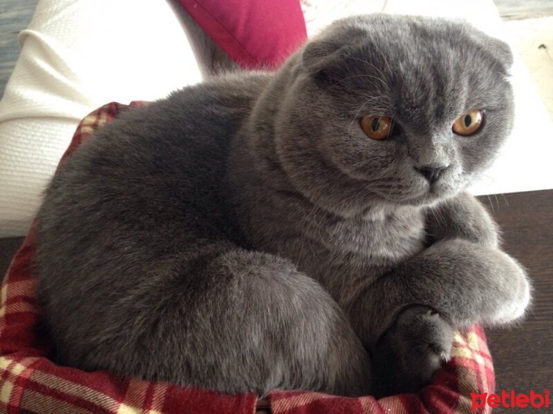 Scottish Fold, Kedi  Piston fotoğrafı